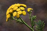 Yellow Wildflower_25315-7